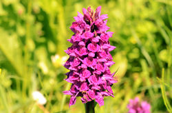 northernmarshorchid01 northuist 170616