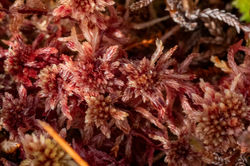 Sphagnum capillifolium01 bankheadmoss 290424