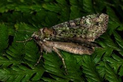greenarches02 bankheadmoss 060724