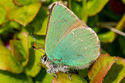 greenhairstreak01 eastlomond 130523