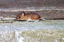 woodmouse05 hartsop 100626