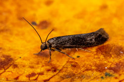 Prays fraxinella03 kedlockfeus 070921