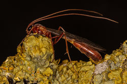 Ophion scutellaris01 kedlockfeus 190421.