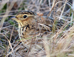 skylark2 westsands 061213