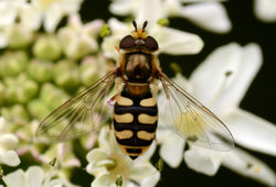 Eupeodes corollae01 dunmara 230716