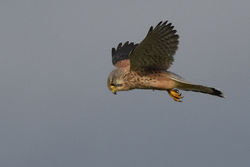 kestrel01 cameronreservoir 251018