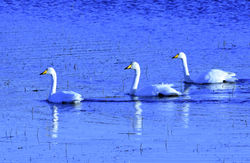 whooperswan02 achrois 210117