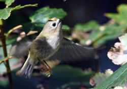 goldcrest13 fifeness 081016