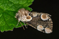 peachblossom01 carphin 300425