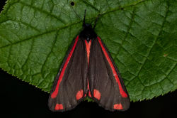 cinnabar01 gaddonloch 200522