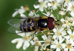Scaeva selenitica02 mortonlochs 300717