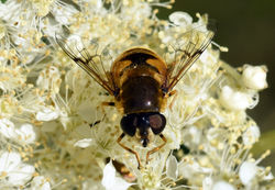 Eristalis horticola01 mortonlochs 250617