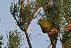 crossbill06 tentsmuirpoint 080319