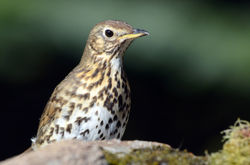 songthrush3 dunmara 180415