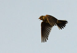 skylark04 tentsmuirpoint 200419
