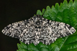 pepperedmoth03 bankheadmoss 170624