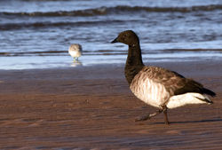 brentgoose04 dumbarnie 271017