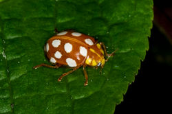 orangeladybird01 gaddonloch 080523