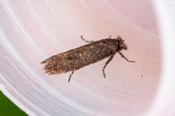 Ochsenheimeria urella02 carphin 040824