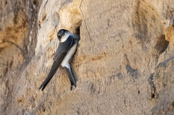 sandmartin04 logie 300426