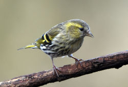 siskin02 kinnordy 050317