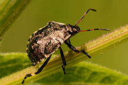 nettlegroundbug02 mortonlochs 080716