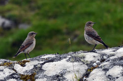 wheatear05 scolpaig 200617