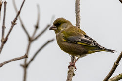 greenfinch02 carphin 111225