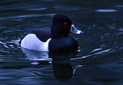 ringneckedduck10 pitlochry 210117