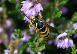 germanwasp03 balerno 090816