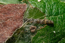 Yponomeuta malinellus01 cambo 210626