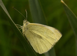 smallwhite01 dunmara 040518