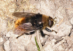 Merodon equestris01 cerneabbas 150618