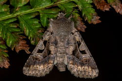 hebrewcharacter01 bankheadmoss 310324