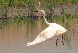 greatwhiteegret08 hamwall 140516