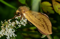 ghostmoth01 fleecefaulds 060723