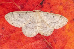 smallfanfootedwave01 kedlockfeus 160721