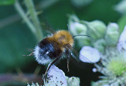 Bombus hypnorum01 gaddonloch 060719