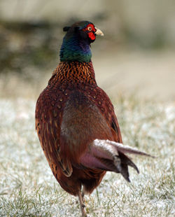 pheasant2 dunmara 030315