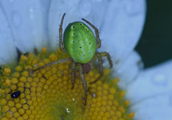 cucumbergreenorbspider01 mortonlochs 160