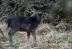 fallowdeer04 lochofthelowes 020117