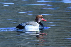 redcrestedpochard07 kilconquhar 110218