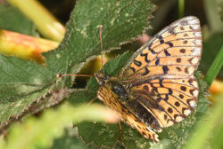 smallpearlborderedfritillary02 arnsideknott 300618