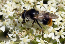 Cheilosia illustrata01 mortonlochs 180816