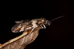 Tortricodes alternella04 auchtermuchtycommon 270222