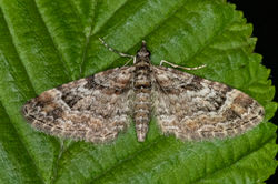 doublestripedpug01 tentsmuirpoint 280423