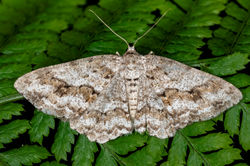 engrailed01 bankheadmoss 310524