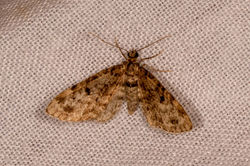 dwarfpug05 mortonlochs 130621