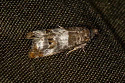 Notocelia trimaculana02 gaddonloch 170722