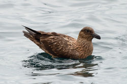 greatskua11 boreray 140616